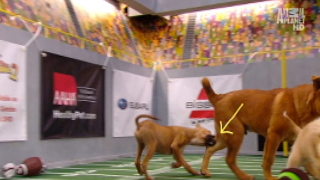Illustration for article titled Your Obligatory, Adorable Puppy Bowl VII Highlights